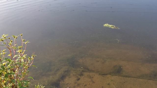 На канале в Тушино.19.08.2024 смотреть онлайн