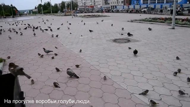 На прогулке воробьи, голуби, люди смотреть онлайн
