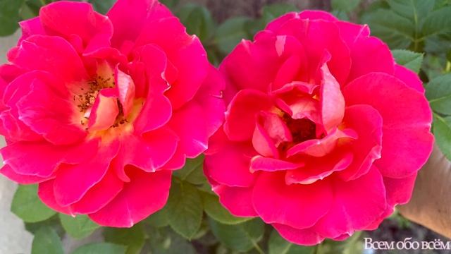 Плетистые розы в моем саду, с названиями сортов, сезон 2021г. смотреть онлайн