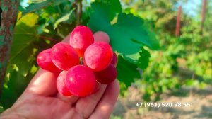 Виноград Мирай. 19 июля 2024 г.