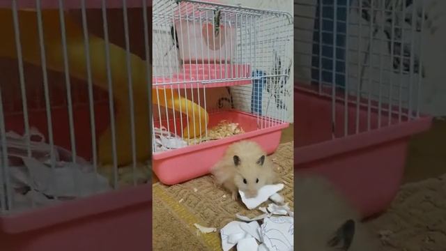 Приключение хомяка Джунгарика смотреть онлайн