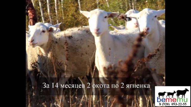 Продажа Дорпера и кроссов. Купить Дорпера. смотреть онлайн