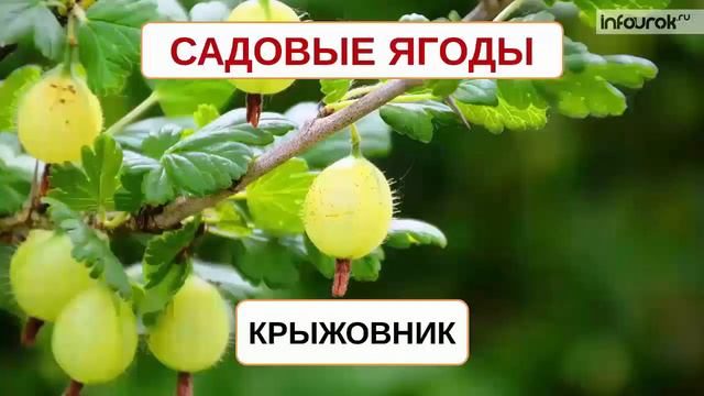 Беседа с детьми на тему Ягоды смотреть онлайн