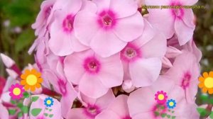 Флокс метельчатый Сверкающие глаза. Краткий обзор, описание phlox paniculata Brilliant Eyes