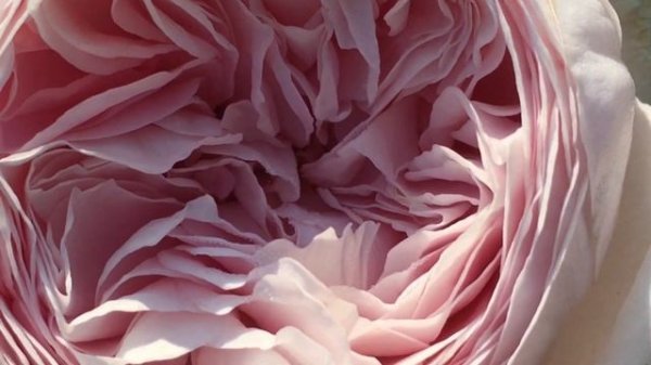 Роза Джефф Гамильтон (Geoff Hamilton)