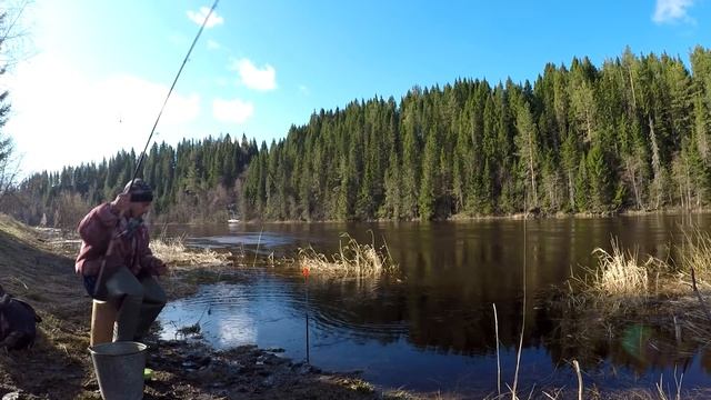 Ловля плотва на реке Кичменьга в начале мая!!! Утренний клёв... смотреть онлайн