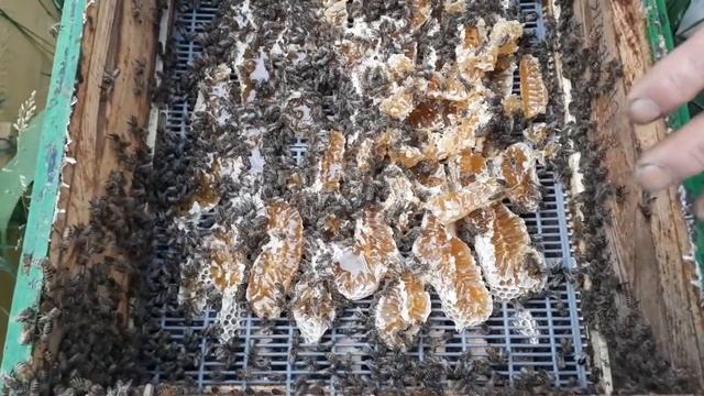 Главный взяток во время роевой горячки. Отцветает акация, все улья залиты мёдом смотреть онлайн