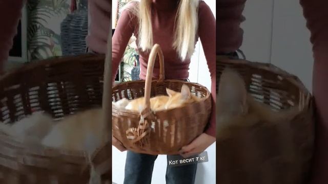 Сколько килограммов выдержит Лукошко? Как проверить? Например взвесить кота ? 7кг точно выдержит смотреть онлайн
