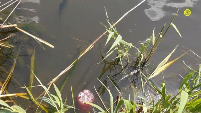 Первая рыбалка Паши. Речка Камянка. смотреть онлайн