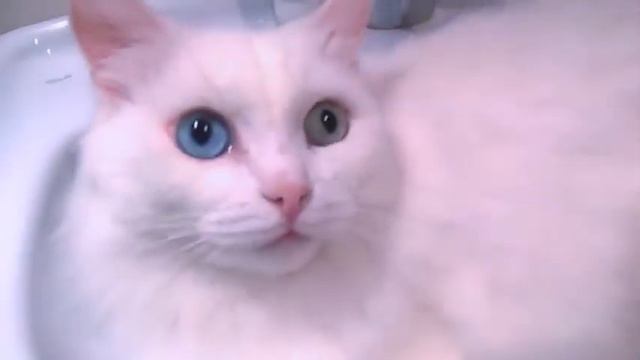 💓 Кекс 🍰🐱