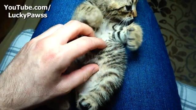 Orphaned Kitten Thinks the Toy is its Mom and Hugs the Toy | Lucky Paws смотреть онлайн
