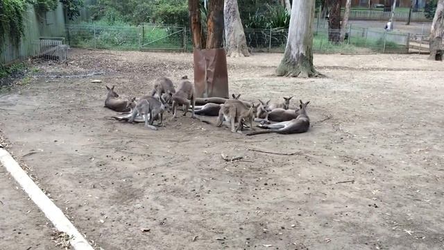 #12 Так вот ты какой кенгуру Австралийский. смотреть онлайн