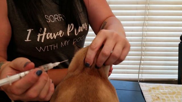 How to vaccinate your puppy смотреть онлайн