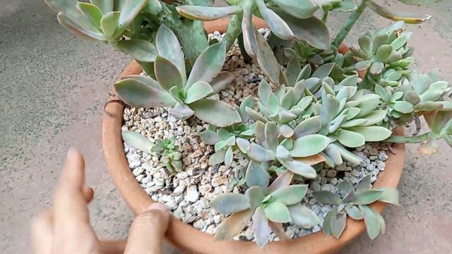 CAREGUIDE PARA IWAS ROOT ROT KEW MARBLE, PSYCH, VARIEGATED MINIBELL AT CRESTED FRED IVES