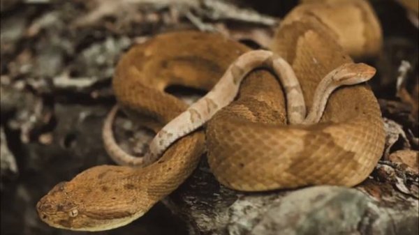 Ilha da Queimada Grande