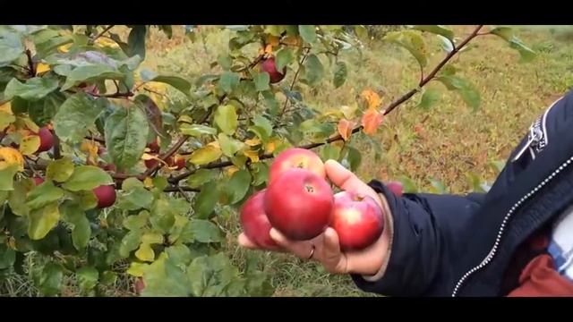 Яблоня сорт Алеся смотреть онлайн