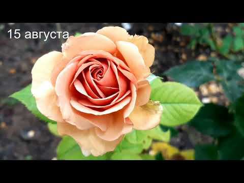 Мокароза в Саду на трех холмах смотреть онлайн