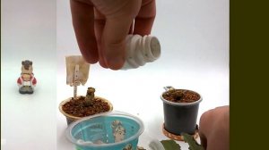 Пересадка Фиалки в гранулят. Диатомит