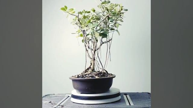 Bonsai Display: Dwarf Clusia with Aerial Roots смотреть онлайн