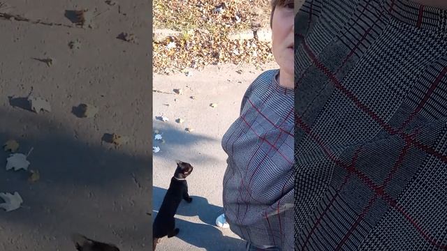 31 октября, Запорожье. Аномально тёплая погода! Гуляем с котиком) смотреть онлайн
