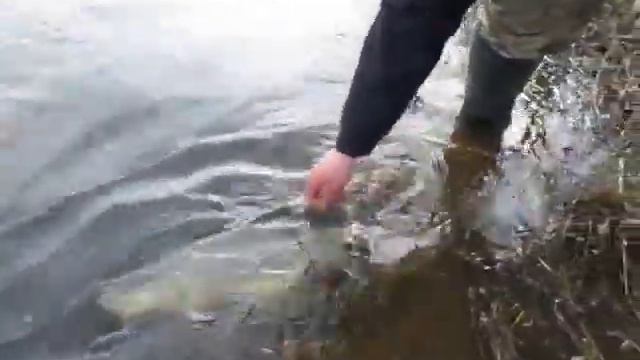 жерех смотреть онлайн