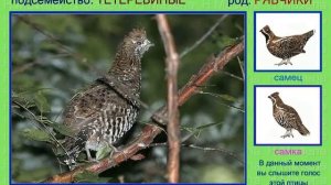 Рябчик. Голоса птиц