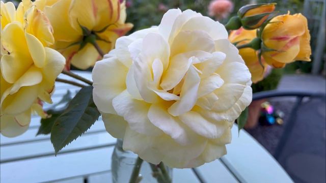 Strong Fragrance - Arthur Bell Rose Review | Climbing Rose | Shrub Rose | Irish Rose | Rose Garden смотреть онлайн