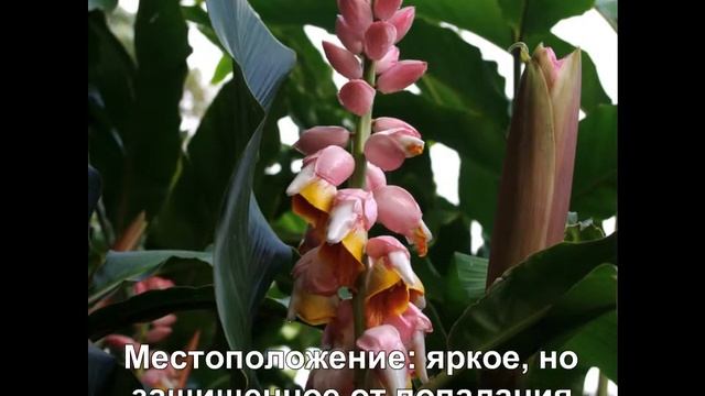 Альпиния смотреть онлайн