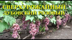 ДУБОВСКИЙ РОЗОВЫЙ - СВЕРХУРОЖАЙНЫЙ ВИНОГРАД