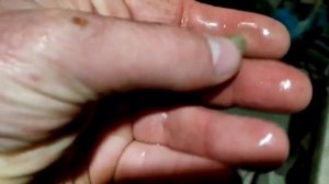 изготовление корма для африканского сома