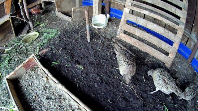 Муравьи и муравьиные яйца на корм домашней птице, которые собрал на участке. Чем кормить фазанов смотреть онлайн