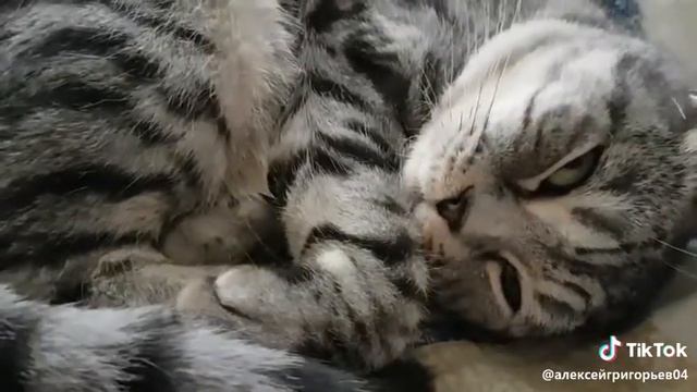 Кот спит😴 смотреть онлайн