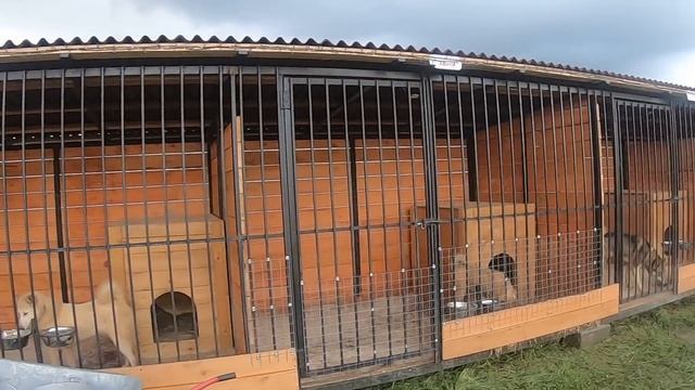 Кормлю лаек пока дождя нет смотреть онлайн