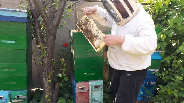 Акация прошла почти мимо. Ошибся датой 5.06.23