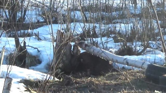 бобры зимуют смотреть онлайн