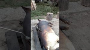 ОПАЛИВАНИЕ СВИНЬИ (2-е) ДЕЙСТВИЕ #1m4g