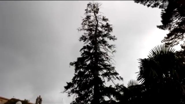 L'ABIES NORDMANNIANA DEL CAUCASO NELLA VILLA COMUNALE "GIUSEPPE GARIBALDI" DI MISTRETTA смотреть онлайн