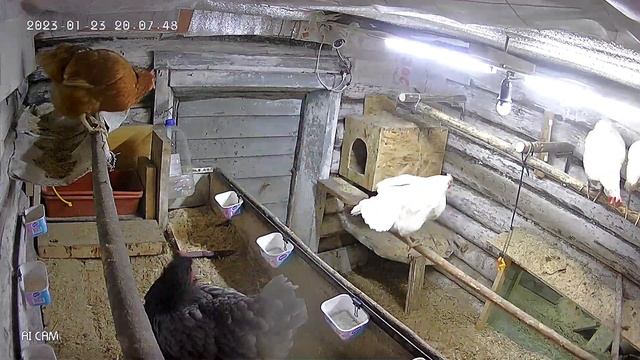 насесты в курятнике. проблемы организации мест для сна смотреть онлайн