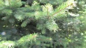 КЛЕЩИ НА ЁЛКЕ. Мой опыт борьбы с клещами.