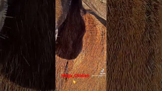 Баранчик породы Гиссар ???По кличке Карбон?#shorts #красота #животные #россия #кавказ #азия смотреть онлайн