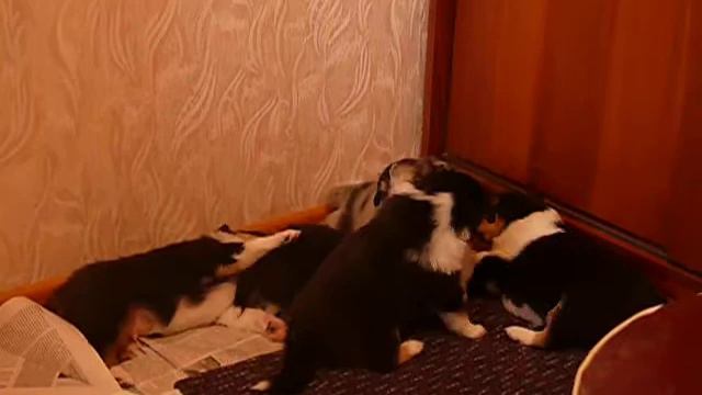 Щенки колли играют. 2009 год. смотреть онлайн