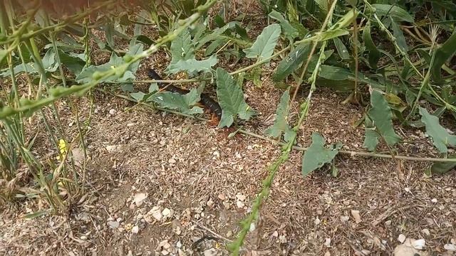 Забавные Моменты с Пушистыми Парнями