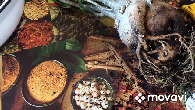 Адениум? пересадка, грунт, обрезка корней. смотреть онлайн