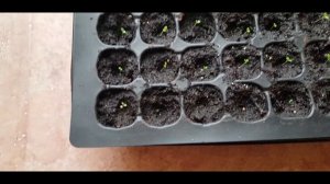 ПЕТУНИЯ ВЗОШЛА, ЧТО ДЕЛАТЬ. ДЛЯ НАЧИНАЮЩИХ.