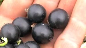 смородина Чёрный бумер - идеальный сорт ( II )  2015