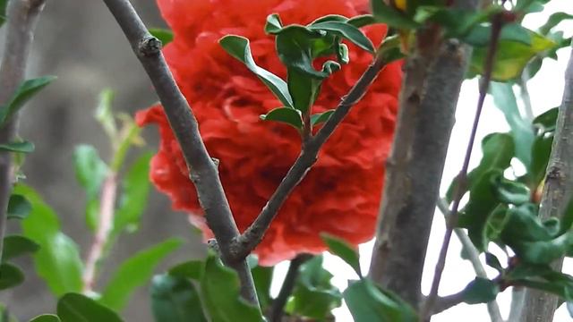 Punica Granatum 'Legrelliae' (Flowering Pomegranate)  (•‿•❀)