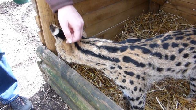 4 Serval смотреть онлайн