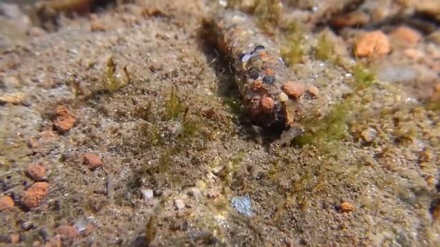 личинка ручейника под водой смотреть онлайн