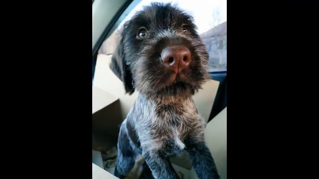 немецкий дратхаар страшная сабака смотреть онлайн