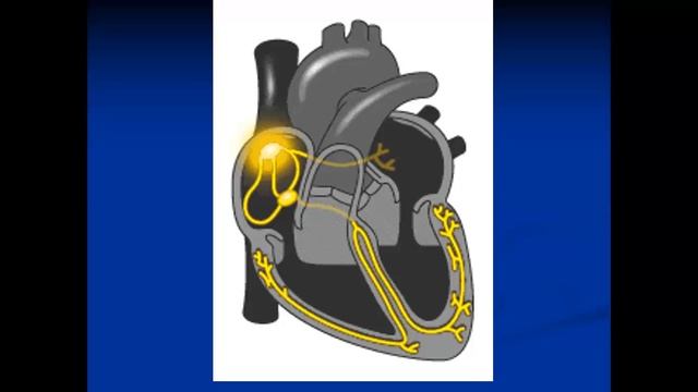 25-04-22 Куприянова АВ  Анатомия и физиология сердца.mp4